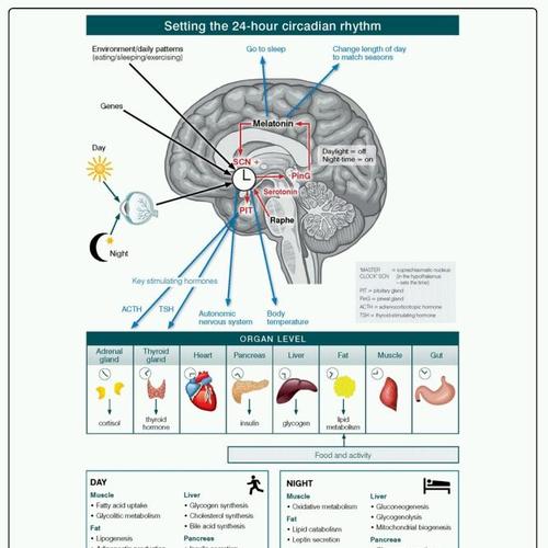 Sistema NeuroEndocrino Diffuso